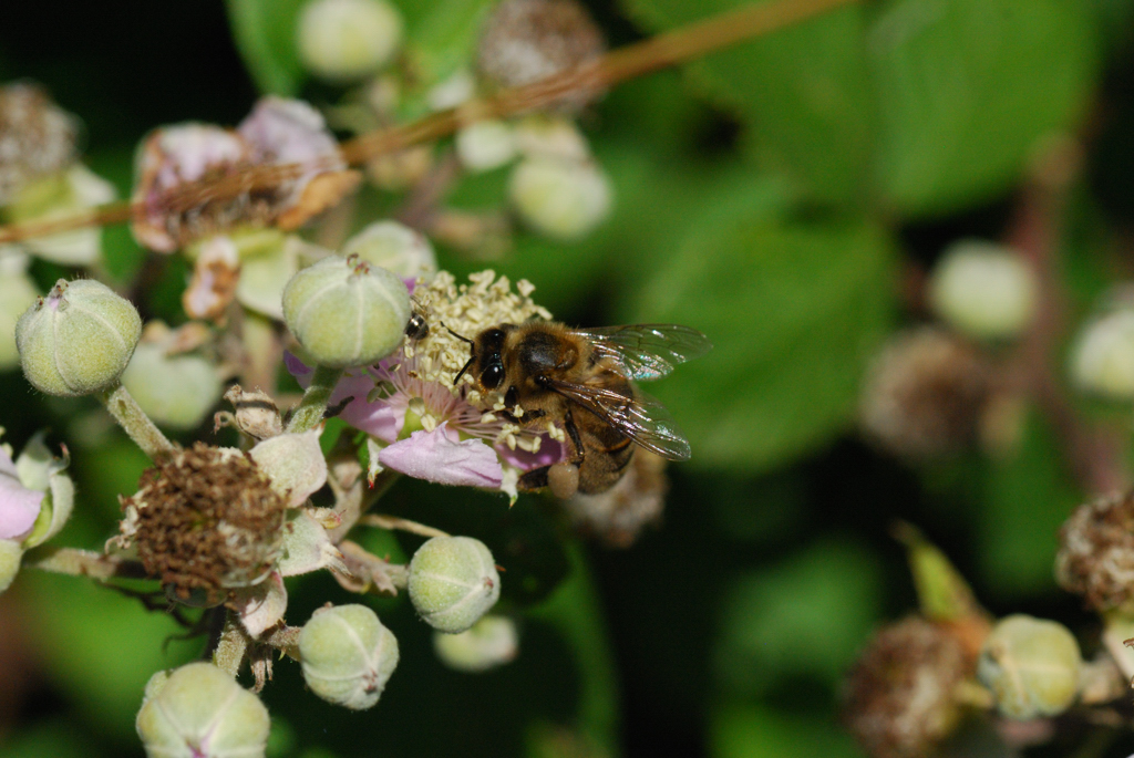 macro_006 .jpg